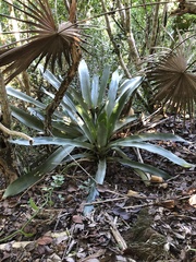Wittmackia antillana