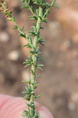Selago gracilis