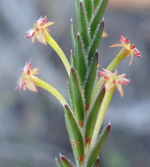 Struthiola eckloniana