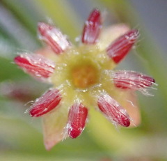 Struthiola eckloniana