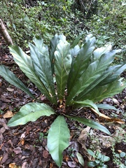 Anthurium crenatum