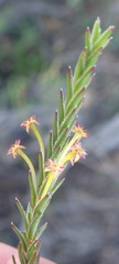 Struthiola eckloniana