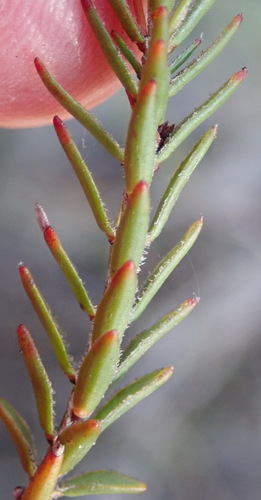 Image of Struthiola eckloniana by (c) Nicola van Berkel, some rights reserved (CC BY-SA)