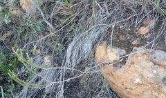 Struthiola eckloniana