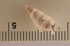 Pleurocera acuta