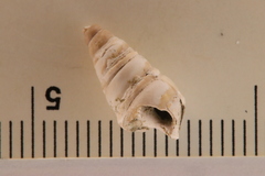 Pleurocera acuta