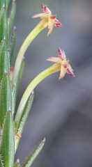 Struthiola eckloniana