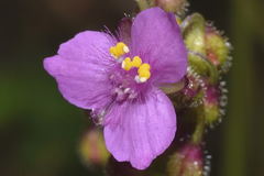 Tripogandra disgrega