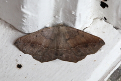 Prochoerodes forficaria