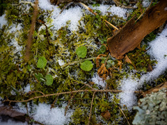 Chrysosplenium americanum