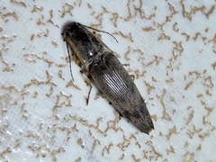 Conoderus fuscofasciatus