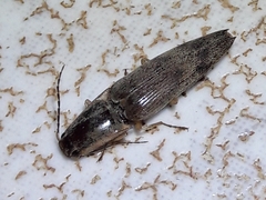 Conoderus fuscofasciatus