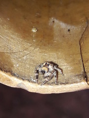 Gastromicans