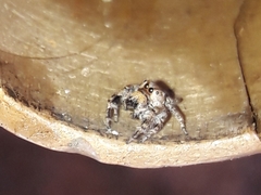 Gastromicans