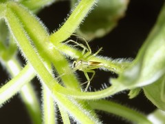 Oxyopes