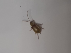 Diabrotica speciosa