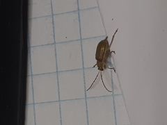 Diabrotica speciosa