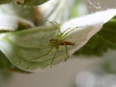 Oxyopes