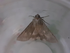 Noctuidae