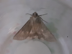 Noctuidae