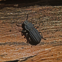 Nyctoporis carinata