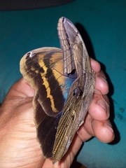 Eryphanis lycomedon