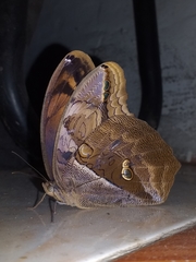 Eryphanis lycomedon