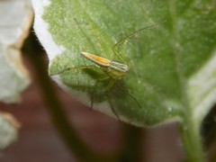 Oxyopes