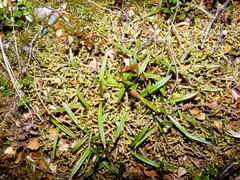 Astelia linearis