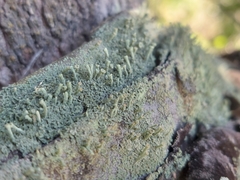 Cladonia subsquamosa