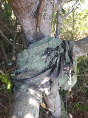 Cladonia subsquamosa