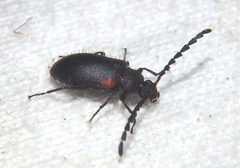 Lystronychus scapularis