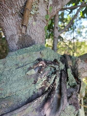 Cladonia subsquamosa