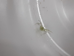 Thomisidae