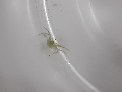 Thomisidae