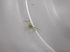 Thomisidae