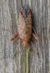 Phytocoris irroratus
