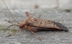 Phytocoris irroratus