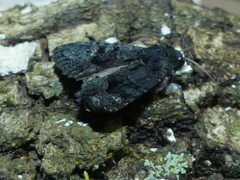 Neumichtis nigerrima