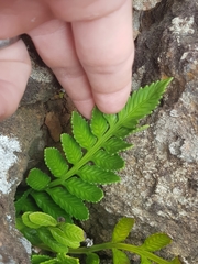 Asplenium decurrens