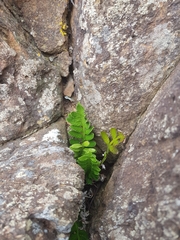 Asplenium decurrens