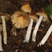 Inosperma lanatodiscum - Photo (c) John Plischke, μερικά δικαιώματα διατηρούνται (CC BY-NC), uploaded by John Plischke