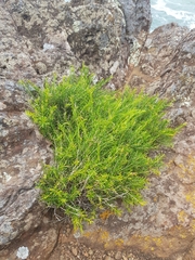 Melaleuca armillaris armillaris