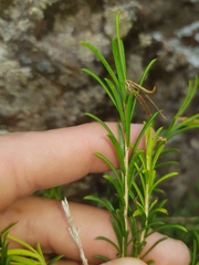 Melaleuca armillaris armillaris