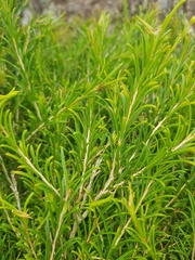 Melaleuca armillaris armillaris