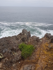 Melaleuca armillaris armillaris