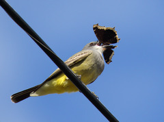 Cassin's Kingbird photo 4
