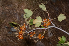 Ribes aureum aureum