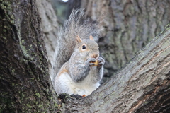 Sciurus carolinensis