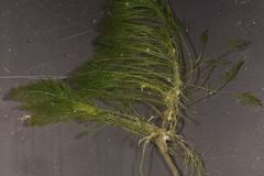 Bryopsis corticulans